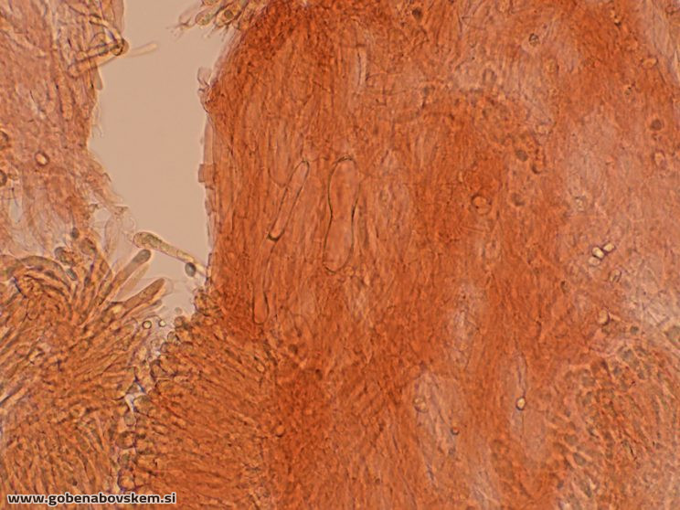 CUPHOPHYLLUS FORNICATUS VRSNIK 25 10 25 TRAMA