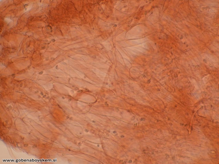 CUPHOPHYLLUS FORNICATUS VRSNIK 25 10 25 TRAMA2