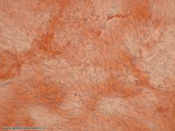 CUPHOPHYLLUS FORNICATUS VRSNIK 25 10 25 TRAMA3