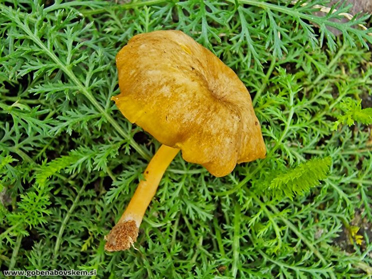 Chrysomphalina chrysophylla