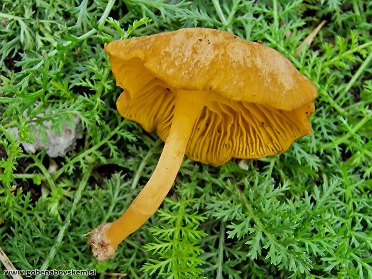 Chrysomphalina chrysophylla2