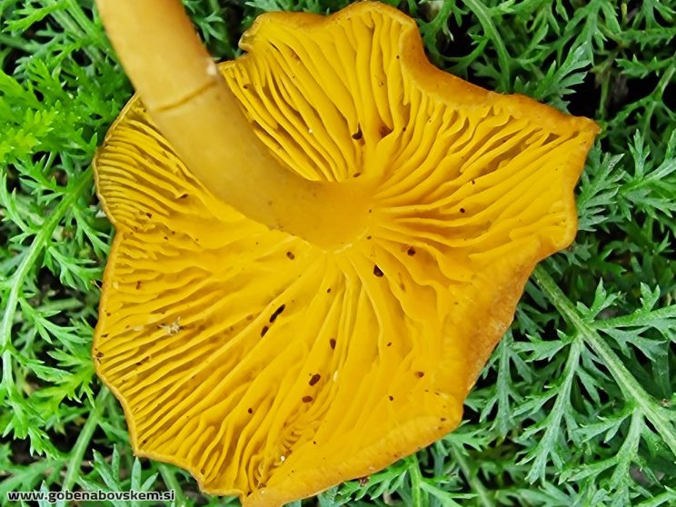 Chrysomphalina chrysophylla3