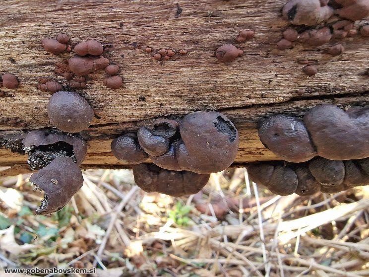 DALDINIA CHILDIAE