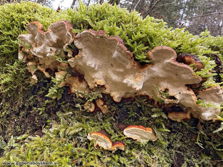 FOMITOPSIS MALICOLA (1)
