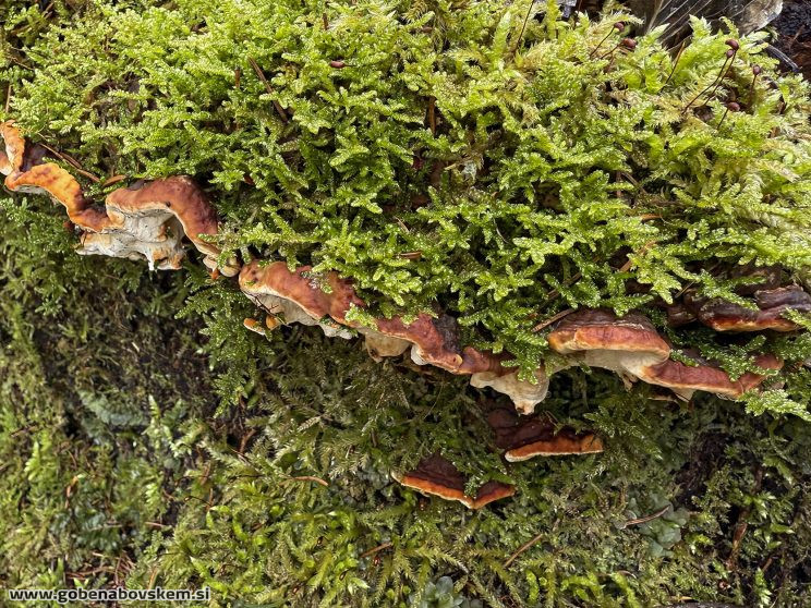 FOMITOPSIS MALICOLA (2)