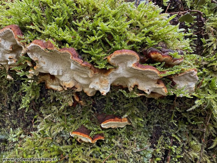 FOMITOPSIS MALICOLA (3)