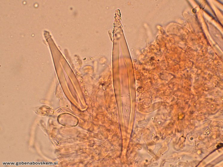 HOHENBUEHELIA PETALOIDES4