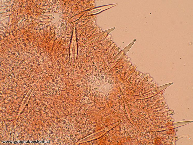 HOHENBUEHELIA PETALOIDES5