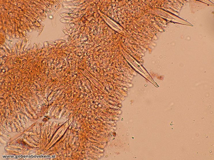 HOHENBUEHELIA PETALOIDES55