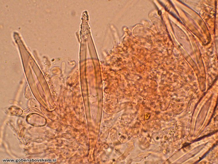 HOHENBUEHELIA PETALOIDES8