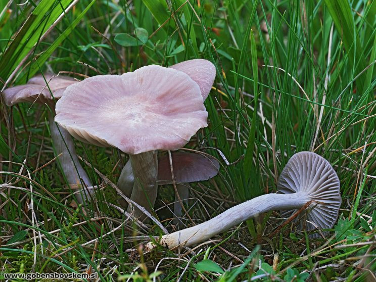 Stacked from 19 images. Method=B (R=5,S=4)