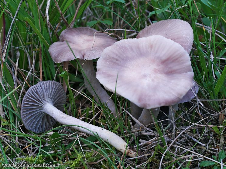 Stacked from 21 images. Method=B (R=5,S=4)