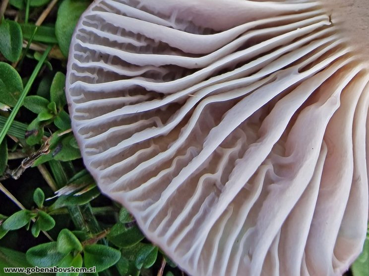 HYGROCYBE CANESCENS3