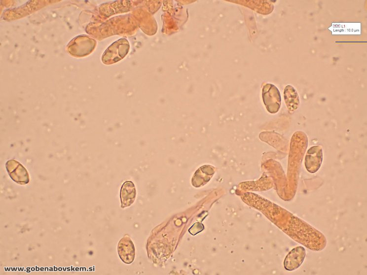 HYGROPHORUS HYACINTHINUS