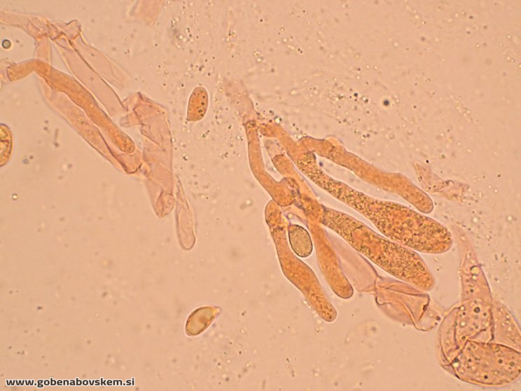 HYGROPHORUS HYACINTHINUS2