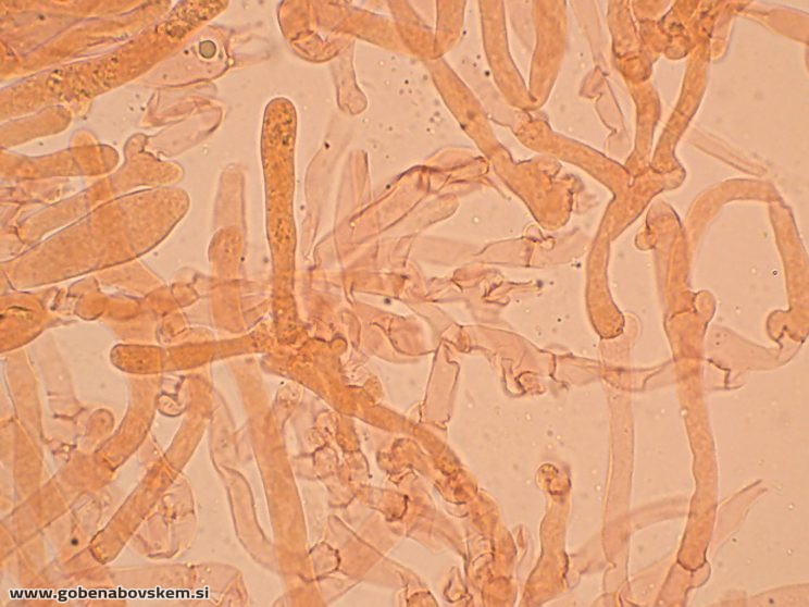 HYGROPHORUS HYACINTHINUS3