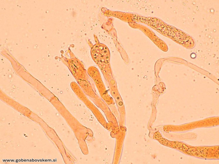 HYGROPHORUS HYACINTHINUS4