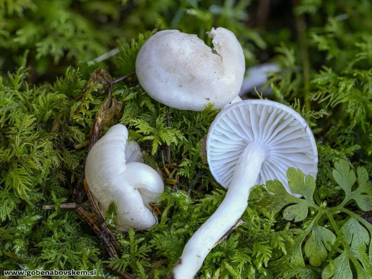 Stacked from 40 images. Method=B (R=5,S=4)