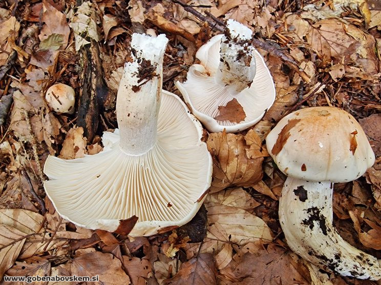 HYGROPHORUS POEATARUM