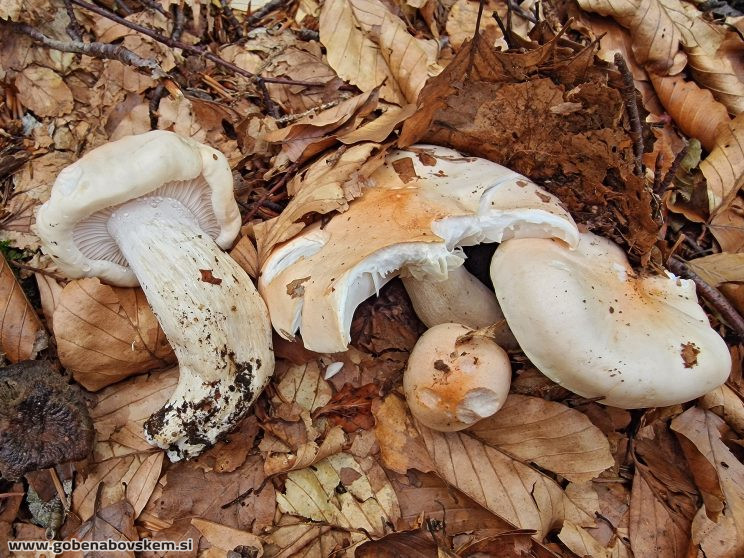 HYGROPHORUS POEATARUM2