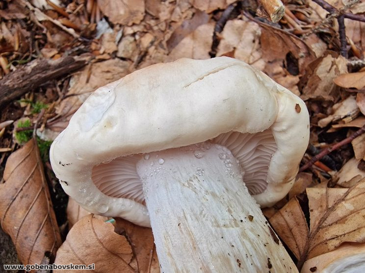 HYGROPHORUS POEATARUM3