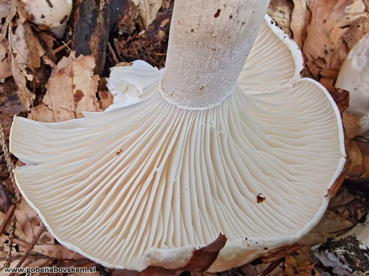 HYGROPHORUS POEATARUM4