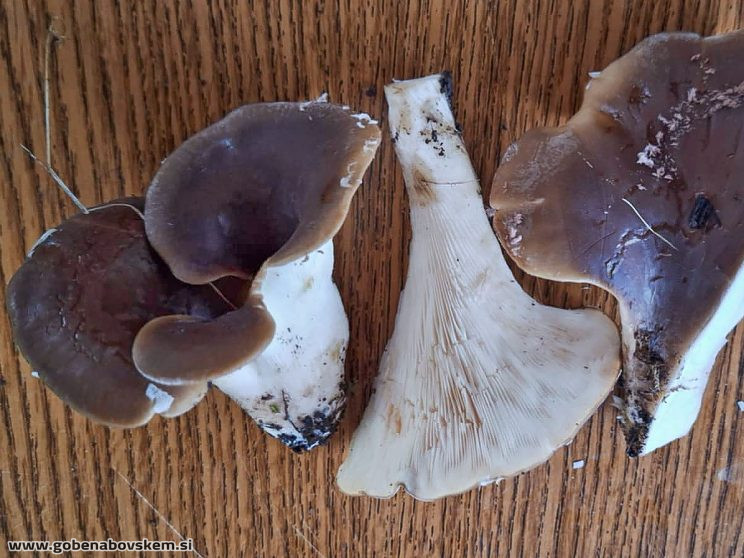 Hohenbuehelia petaloides2