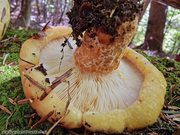 LACTARIUS INTERMEDIA