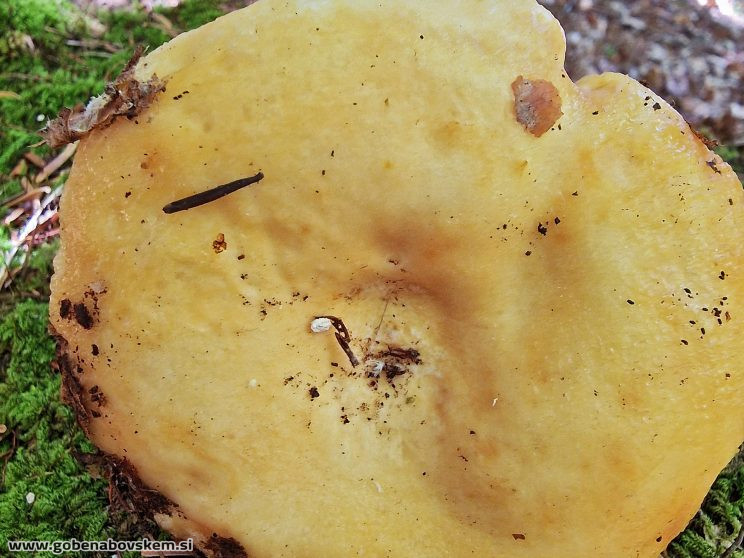 LACTARIUS INTERMEDIA2