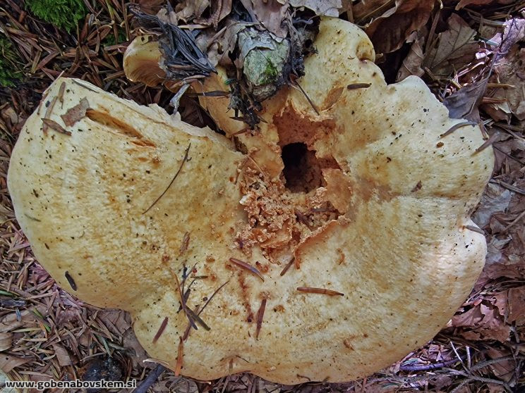 LACTARIUS INTERMEDIA3