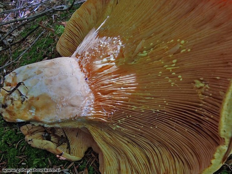 LACTARIUS INTERMEDIA4