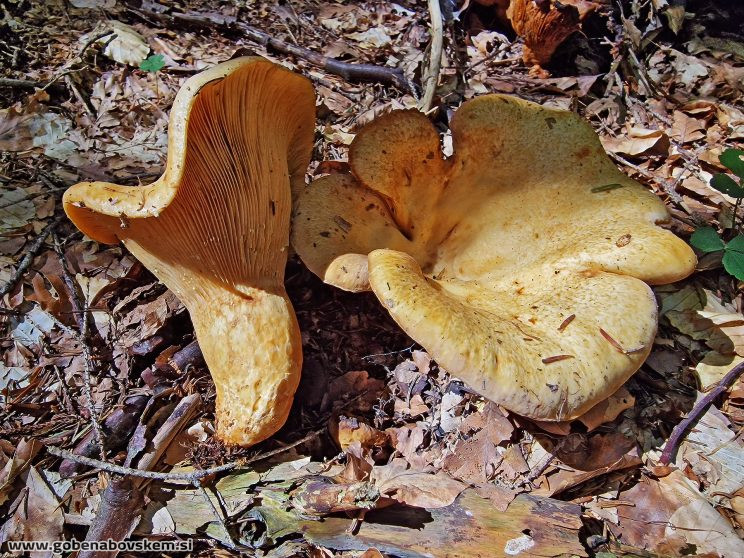 LACTARIUS INTERMEDIA6