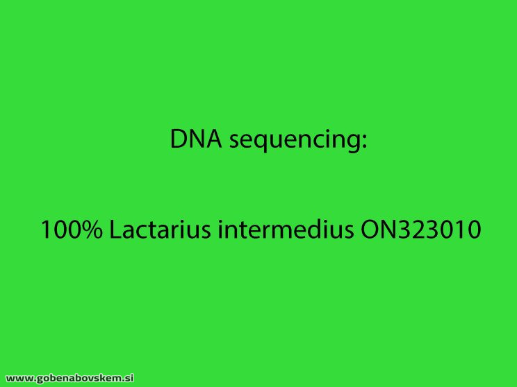 LACTARIUS INTERMEDIA7