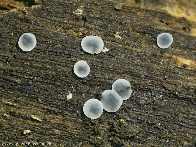 Stacked from 58 images. Method=B (R=8,S=4)