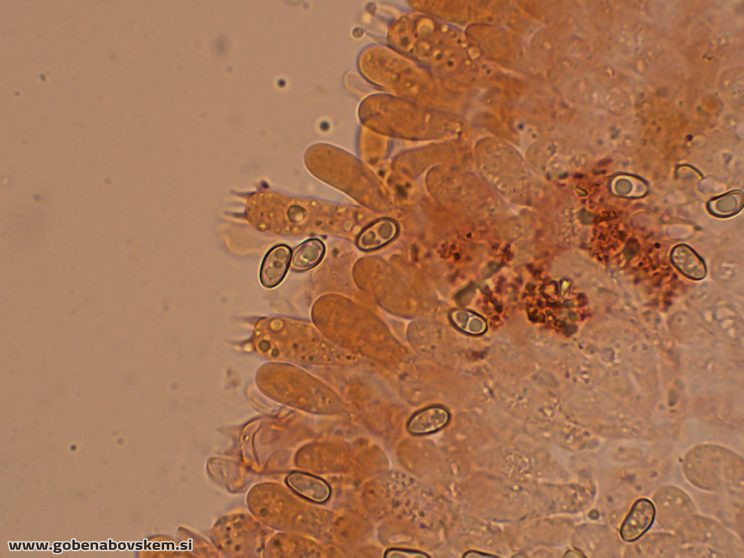 PHOLIOTA LENTA OSTRINKA4