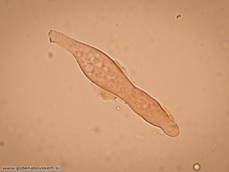 PHOLIOTA LENTA OSTRINKA6