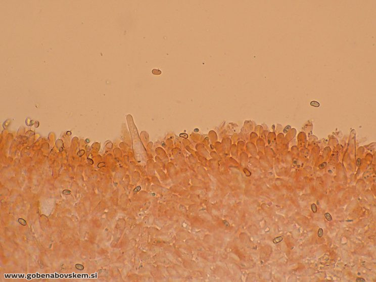 PHOLIOTA LENTA OSTRINKA8