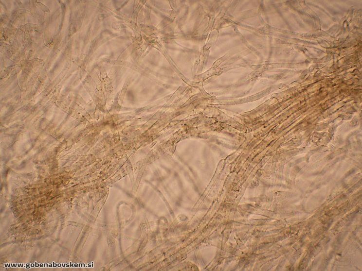 PHOLIOTA LENTA PP KOH