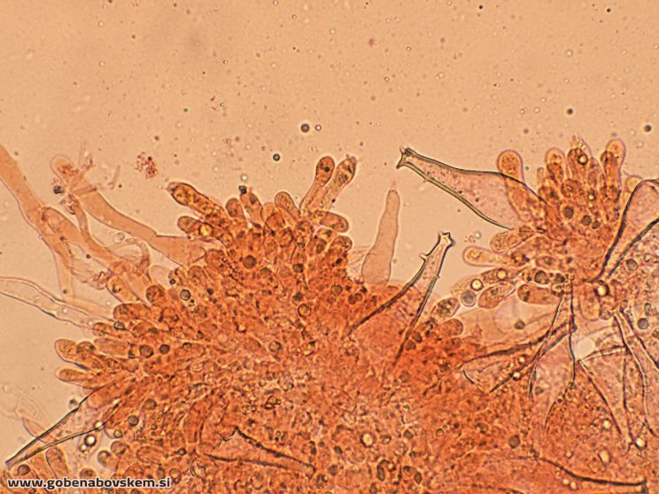 PLUTEUS POUZARIANUS11