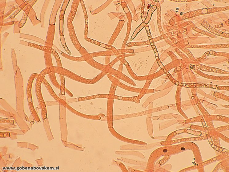 PLUTEUS POUZARIANUS13