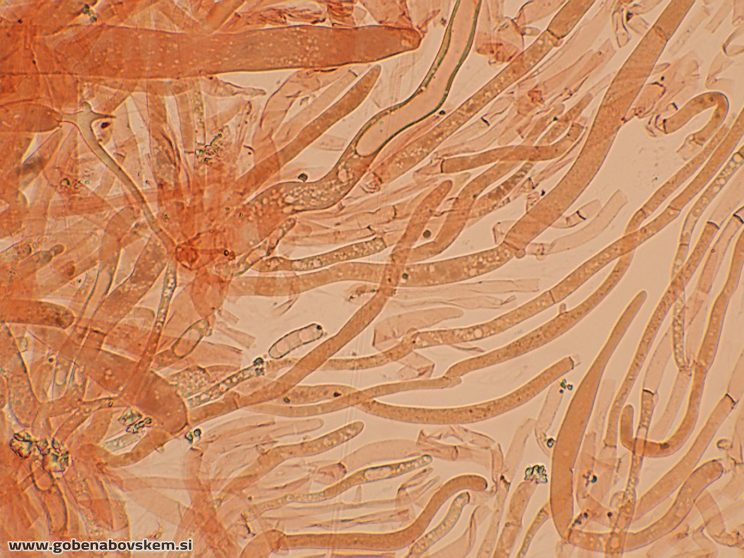 PLUTEUS POUZARIANUS14
