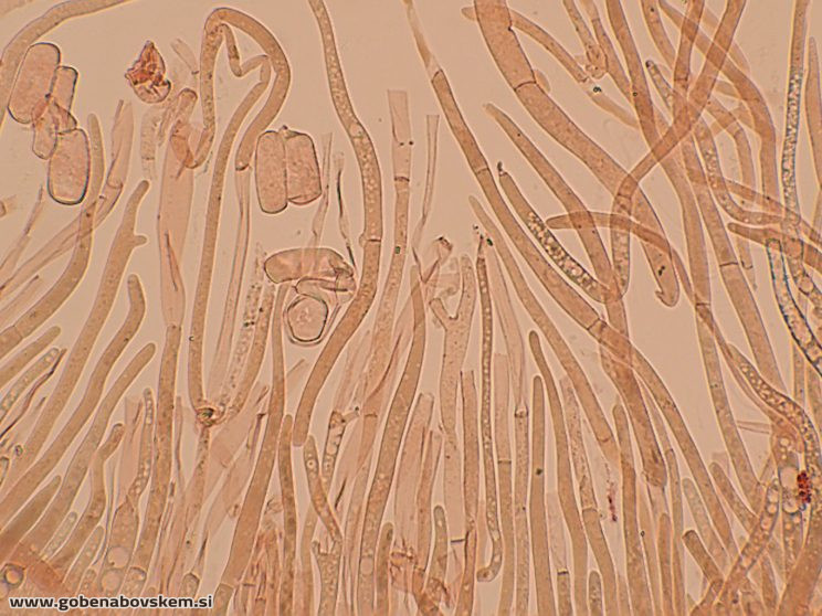 PLUTEUS POUZARIANUS15
