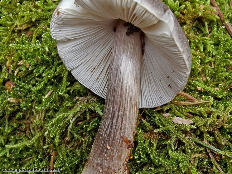 PLUTEUS POUZARIANUS2
