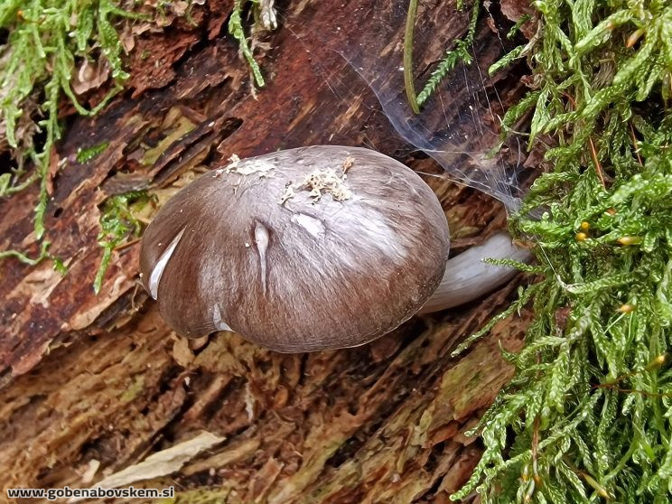 PLUTEUS POUZARIANUS3
