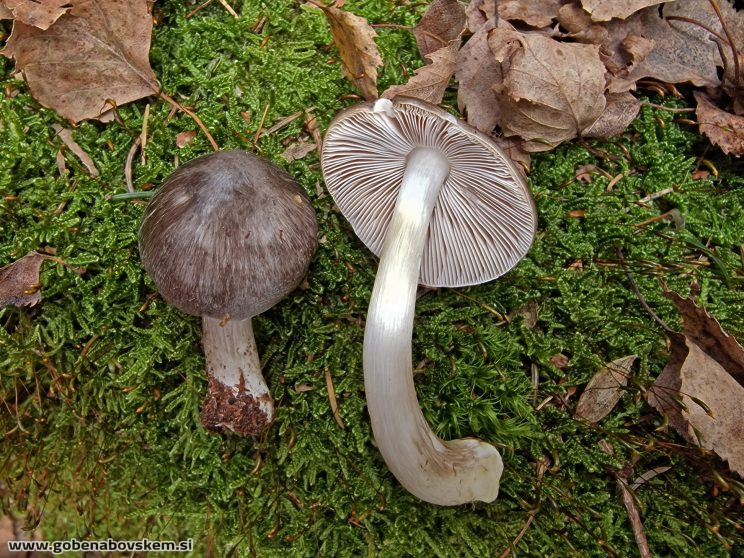PLUTEUS POUZARIANUS4