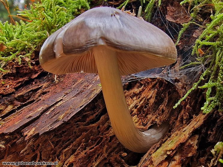 PLUTEUS POUZARIANUS5