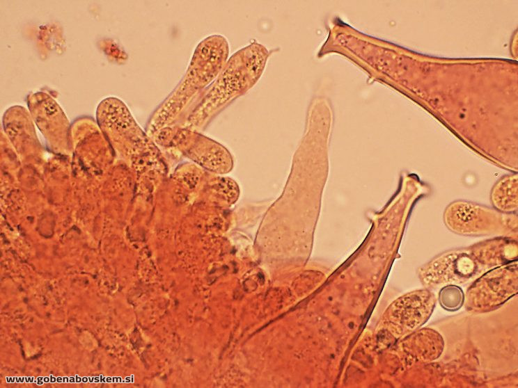 PLUTEUS POUZARIANUS6