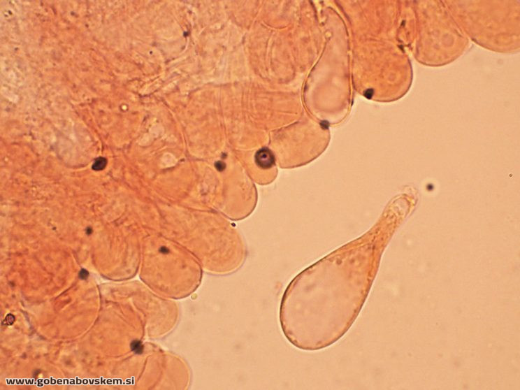 PLUTEUS POUZARIANUS7