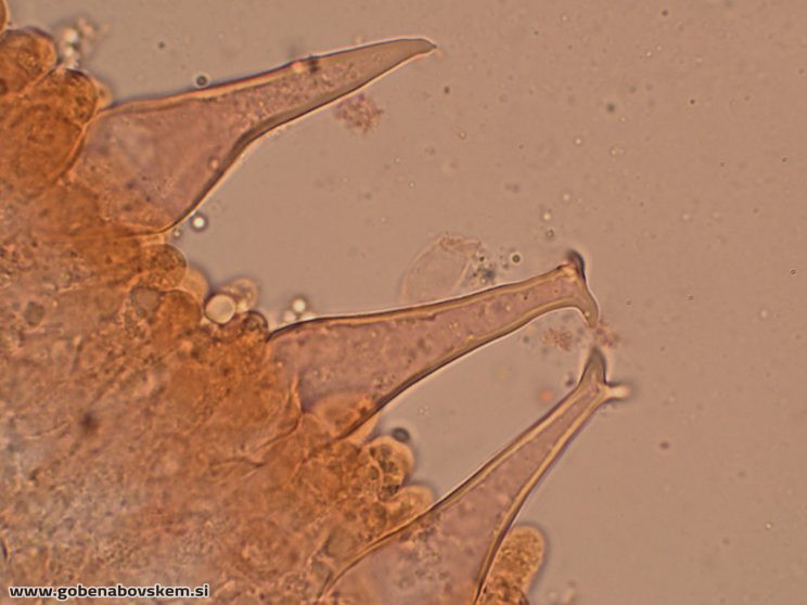 PLUTEUS POUZARIANUS8