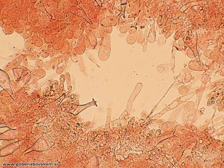 PLUTEUS POUZARIANUS9